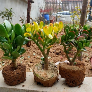 3个品种玉树 新花月锦 姬红花月 青叶玉树包邮  好养多肉植