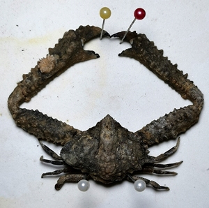 强壮菱蟹  中等大小 10元一个 ,很多都有附生的藤壶,牡蛎