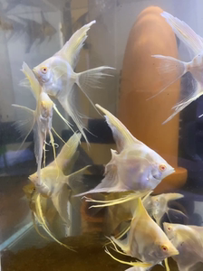 长鳍长尾 黄蜻蜓神仙鱼   燕鱼