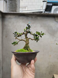 盆景小精品龙鳞黑珍珠黄杨,大树型,带盆包邮一般地区默认申通