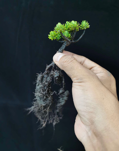 米叶橙黄瑞香 小品素材  随机造型发货 冬天叶子变紫红色 图