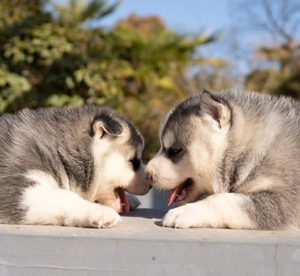 哈士奇纯种幼犬 白色宠物狗哈士奇二哈雪橇犬幼犬