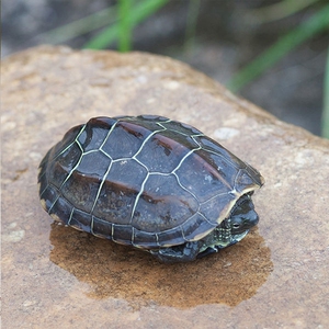 金线草龟2只,6-7厘米,22元包邮,很好养.