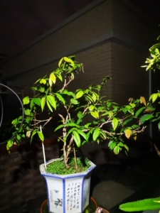 白巨人大白果嘉宝果盆景