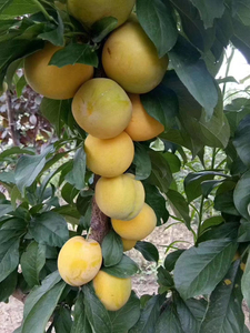 80中国之绿淘宝嫁接李子树苗盆栽地栽美人醉脱骨李蜂糖桃李南方