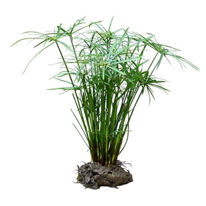 水竹水养水培竹子盆栽耐旱耐阴棕竹鱼缸水池塘旱伞草富贵竹植物