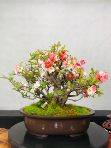 日本进口老桩东洋锦.多色花