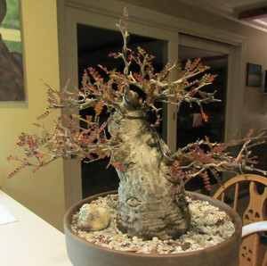 00congqian10927淘宝【朴原】列加氏漆树 operculicarya decaryi h.