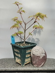 原生荒皮红叶   日本红枫高压苗  盆景素材盆栽