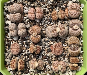 生石花网纹寿丽