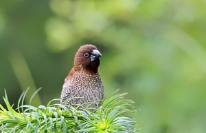 十姐妹,斑纹鸟也叫观音鸟,包邮包活