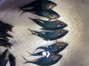 【越黑斗鱼】越黑斗鱼品牌,价格 - 阿里巴巴