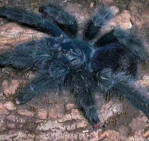 巴西蓝绿粉趾捕鸟蛛