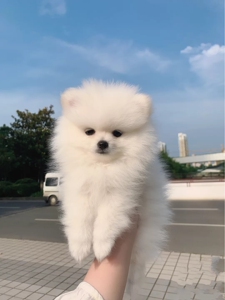 自家养的博美幼犬宠物狗狗 没时间照看 长不大小体茶杯博美犬找