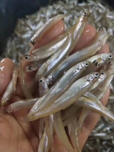 麦穗鱼冻白条鱼冻豪根地虎鱼龙虎魟饲料鱼 喂龙虎魟鱼的不二之选