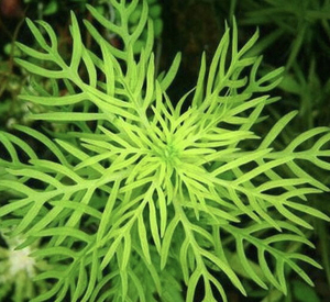 雪花草,正宗雪花草.不是什么羽毛雪花或者绿羽毛之类的,就是正