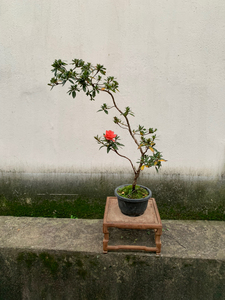 日本原盆进口皋月杜鹃菊姬.自己造型两年.双杆文人.造型飘逸灵