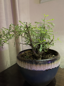 尼勒达乳香 露养 生长状态良好 可根据自己爱好修剪 脱土发货