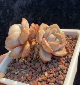 多肉植物 极品德国香槟 双头 群生 老桩￥49.9元 9-1