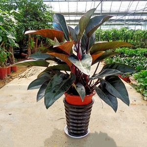 大叶落地绿植红钻盆栽花卉办公室家庭阳台客厅净化空气四季花卉