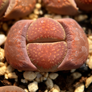 生石花玫红臼典玉c258