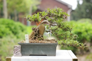 品种:日本皋月杜鹃(菊姬!)不议价