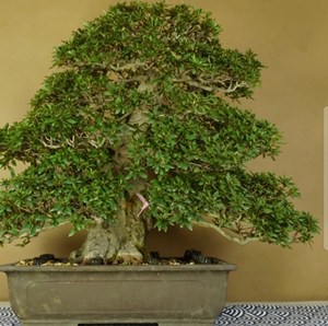 日本原盆进口特大品皋月杜鹃晃山庭院盆景