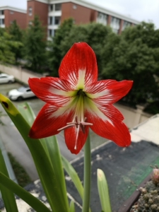 东北女王朱顶红