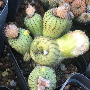 黄金士童仙人球