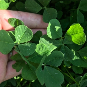 新鲜蔬菜草头金花菜苜蓿草秧草现割现卖野生非农家自种多规格可选