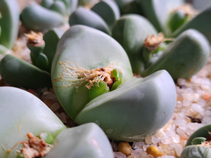 000人付款淘宝多肉植物,生石花,金玲玉,开花好看,图1是欣赏开花图,卖