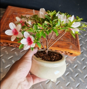 【日之丸杜鹃】日之丸杜鹃品牌,价格 - 阿里巴巴