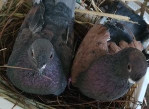 000人付款淘宝四川高飞 铜麻高飞一对 鸽子高飞 鸽子一对蓝色漂流瓶