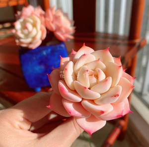 多肉雪域子持莲华年华金钱木花盆粘土黏土软陶手工盆栽绿植生日礼