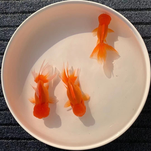 8元包邮清塘价包邮包活国狮红狮子头金鱼观