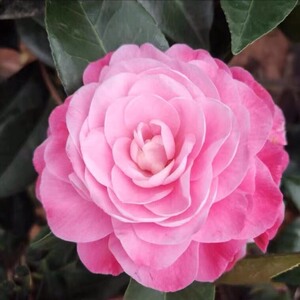 【顺丰包邮】封面女郎茶花美人艳红粉佳人山茶树苗盆栽大树绿植庭