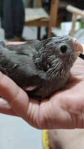 手养黑牛玄凤鹦鹉,母1500,有环有卡,自提地址菜市口地铁站