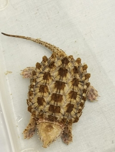 变异大鳄 家养原色黄金gold大理石白金wg变异0人付款10888