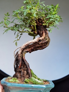 提根展品级小品盆景(韩国提根姬蔷薇)