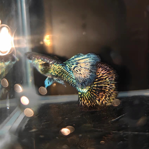 新品种暗黑红龙孔雀鱼大背鳍180℃大尾展泰系孔雀鱼观赏鱼热带