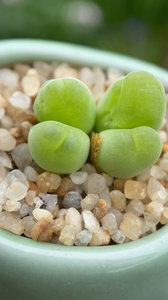 四头短毛翠滴玉肉锥群,特价69包邮,带盆土发货