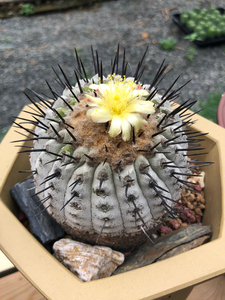 仙人球黑王丸,孤龙丸,龙爪球属,原地株,养定多年,不含刺9.