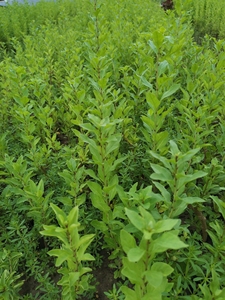 69捷成百货商店淘宝食用枸杞叶苗新鲜枸杞菜苗干枸杞根头枸杞苗种植