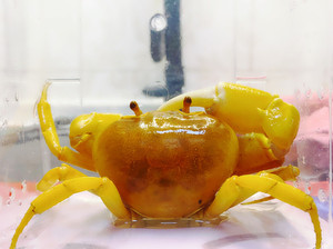 【已售出】y58大黄桃罐头越南黄金勾手蟹