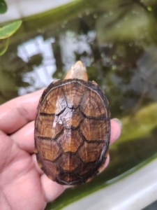 红面蛋龟,6cm  .有只脚掌指甲缺少(一个指甲根没了).其