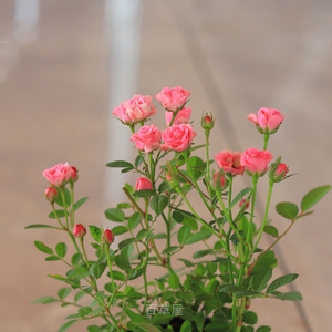 带花苞 须惠姬 阳台花卉月季花苗四季开花好养微型月季迷你盆栽