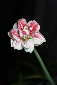 十二单衣朱顶红