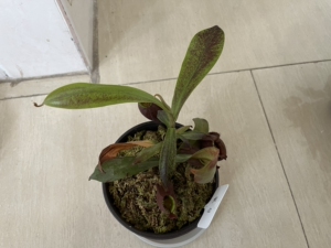 黑月苹果猪笼草