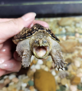 佛鳄龟 杂佛 爆刺杂佛 笑脸佛 杂佛 原种杂佛 变异鳄龟