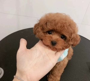 泰迪小体长不大幼犬家养宠物纯种小狗狗